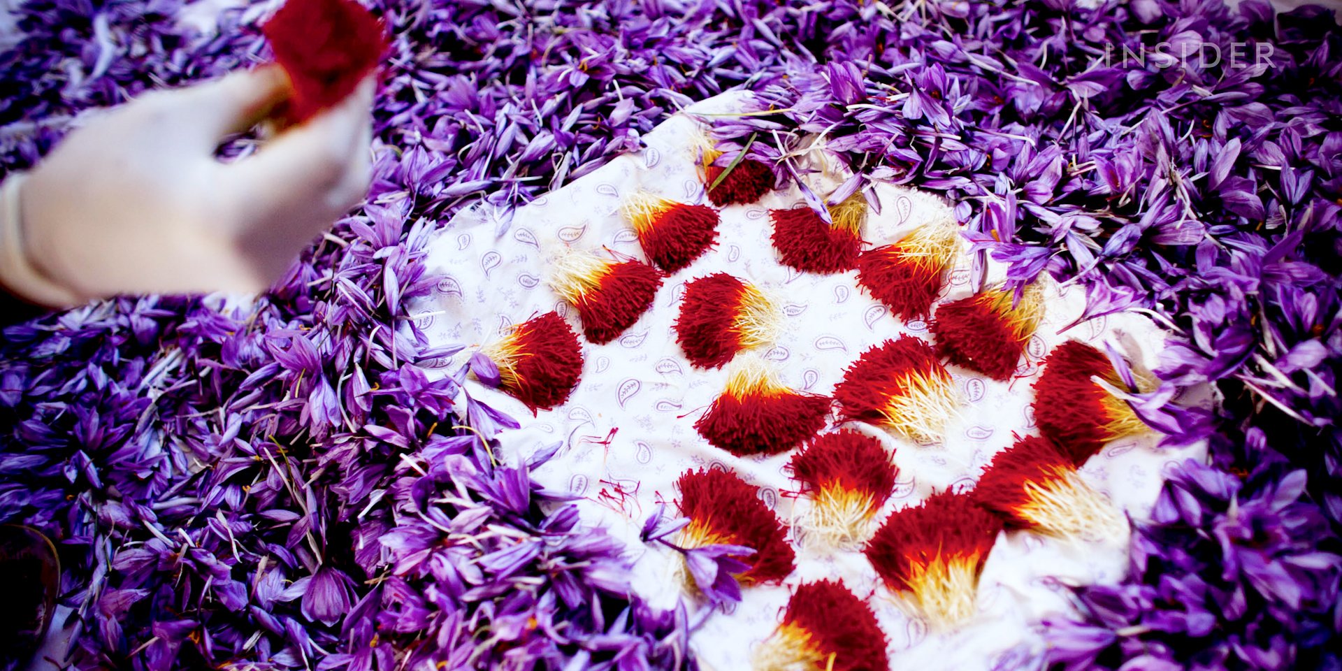 چیدن گل زعفران1