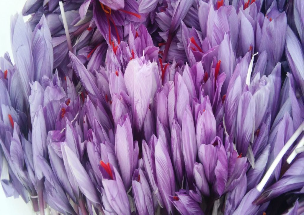 خواص گلبرگ زعفران1
