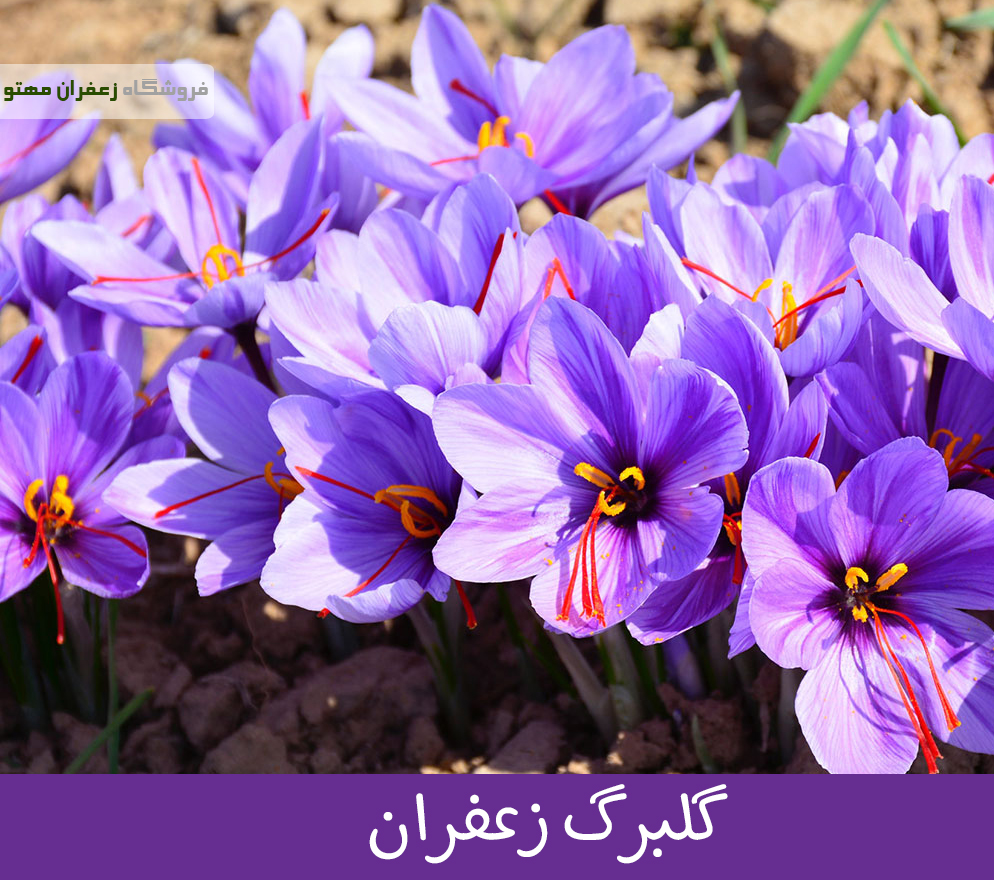 گلبرگ زعفران